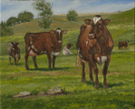 Shorthorn Herd